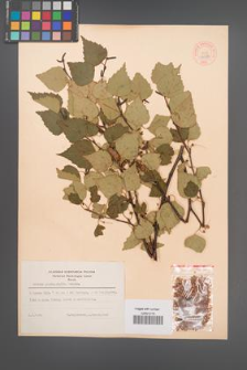 Betula platyphylla [KOR 44086]