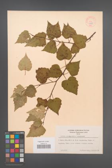 Betula platyphylla [KOR 44088]