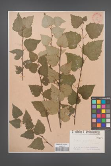 Betula populifolia [KOR 578]