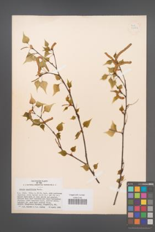 Betula populifolia [KOR 33854]