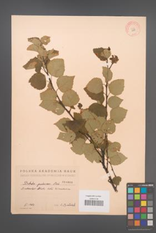 Betula pubescens [KOR 1888]