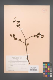 Betula pubescens [KOR 12221]