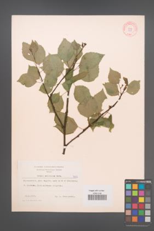 Betula pubescens [KOR 7337]
