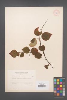 Betula pubescens [KOR 7907]