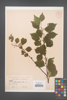 Betula pubescens [KOR 54293]