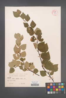 Betula pubescens [KOR 54296]