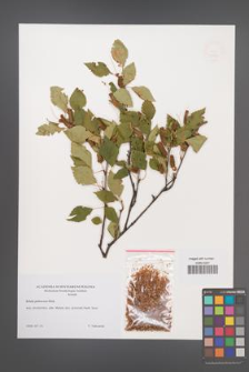 Betula pubescens [KOR 49142]
