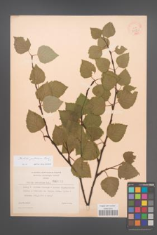 Betula pubescens [KOR 3158]
