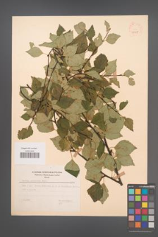 Betula pubescens [KOR 48057]