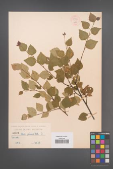 Betula pubescens [KOR 54864]