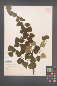 Betula pubescens [KOR 54297]