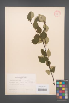 Betula pubescens [KOR 3805]