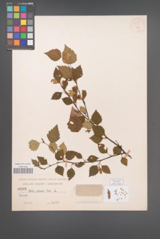 Betula pubescens [KOR 54298]
