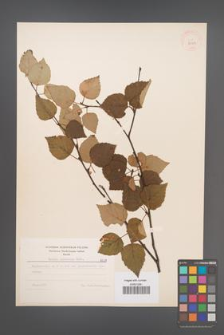 Betula pubescens [KOR 8001]
