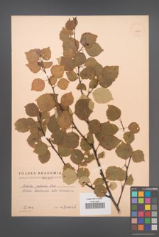 Betula pubescens [KOR 1887]