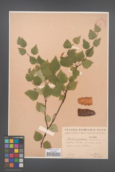 Betula pubescens [KOR 1886]