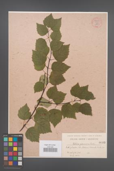 Betula pubescens [KOR 54302]