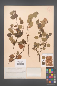 Betula pubescens [KOR 1355]