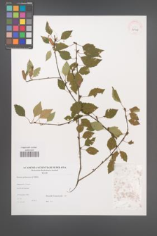 Betula pubescens [KOR 38998]