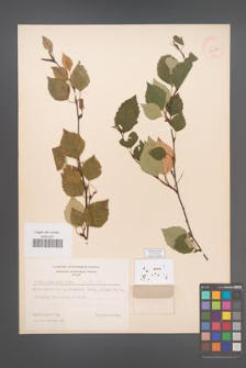 Betula pubescens [KOR 3806]