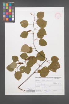 Betula pubescens [KOR 46937]