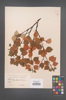 Betula pubescens [KOR 54309]