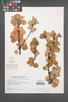 Betula pubescens [KOR 46389]