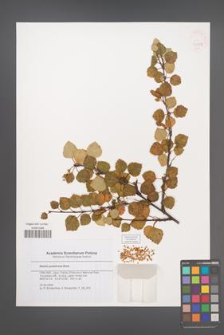 Betula pubescens [KOR 46359]