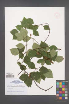Betula ×aurata [KOR 48852]