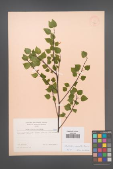 Betula ×aurata [KOR 7341]