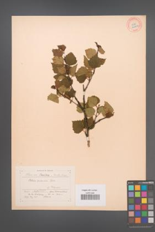 Betula pubescens [KOR 12229a]