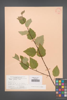 Betula pubescens [KOR 23274]
