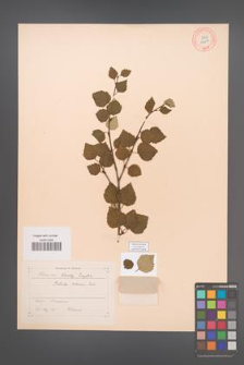 Betula pubescens [KOR 12214]