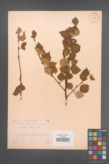 Betula pubescens [KOR 12228]