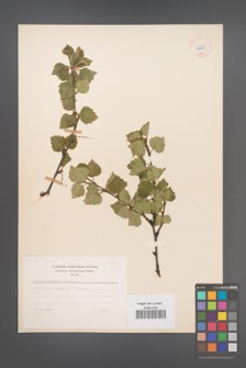 Betula pubescens [KOR 12223]