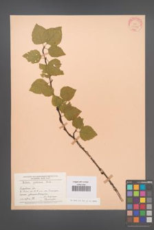 Betula pubescens [KOR 23275]