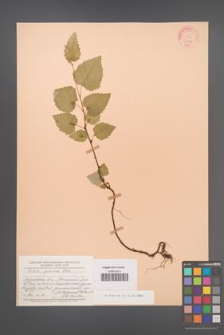 Betula pubescens [KOR 23259]