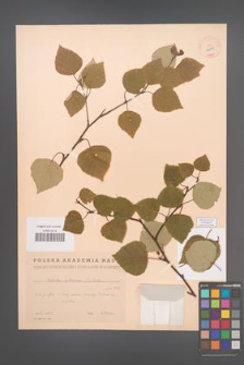 Betula pubescens [KOR 12217]