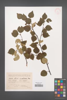 Betula pubescens [KOR 32044]