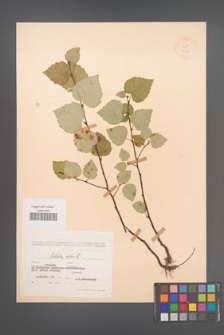 Betula pubescens [KOR 12078]
