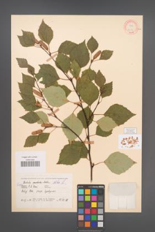 Betula pubescens [KOR 12082]