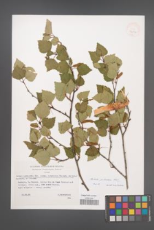 Betula pubescens [KOR 32792]