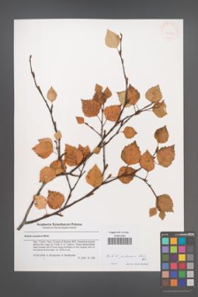 Betula pubescens [KOR 43581]