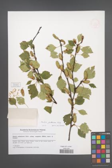 Betula pubescens [KOR 51593]