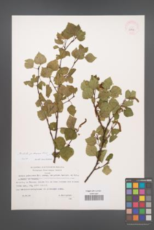 Betula pubescens [KOR 32793]