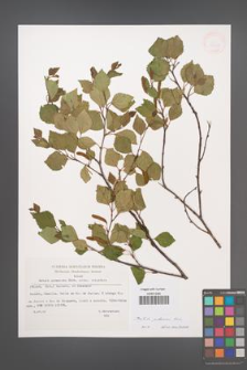 Betula pubescens [KOR 32923]