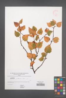 Betula pubescens [KOR 45016]