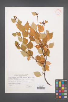 Betula pubescens [KOR 33017]