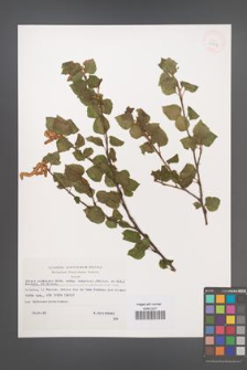 Betula pubescens [KOR 32752]