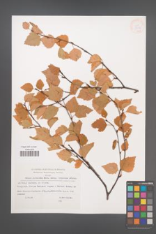 Betula pubescens [KOR 33023]